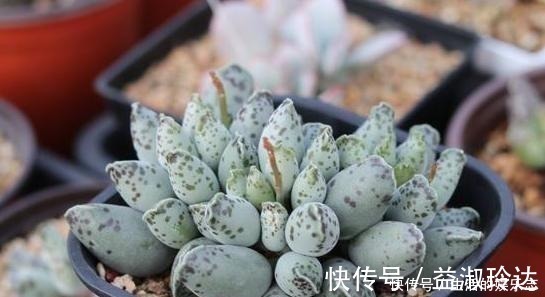 补水|给多肉浇水是门学问，5种方法，让你弄清楚该如何正确补水！