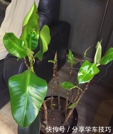 养花盆里加点“它”,橡皮树的小芽、新叶“层出不穷”,长势喜人!