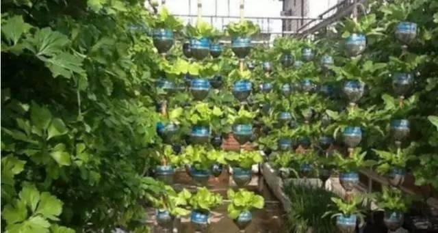 刘大爷|7旬老人捡了1500个塑料瓶,在自家后院搭起菜园子,全自动管