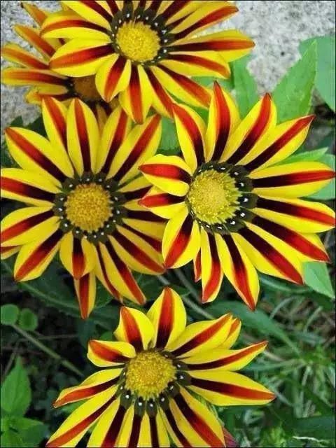 太太太漂亮了，绝对没有见过，发到群里，朋友们会爱死你的！