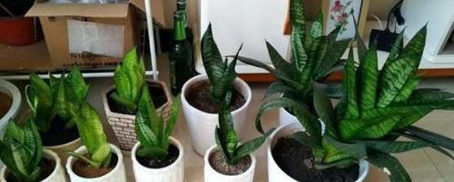 多菌灵|冬天养虎皮兰,盆土长毛咋办?趁早这么干,不然就救不活了