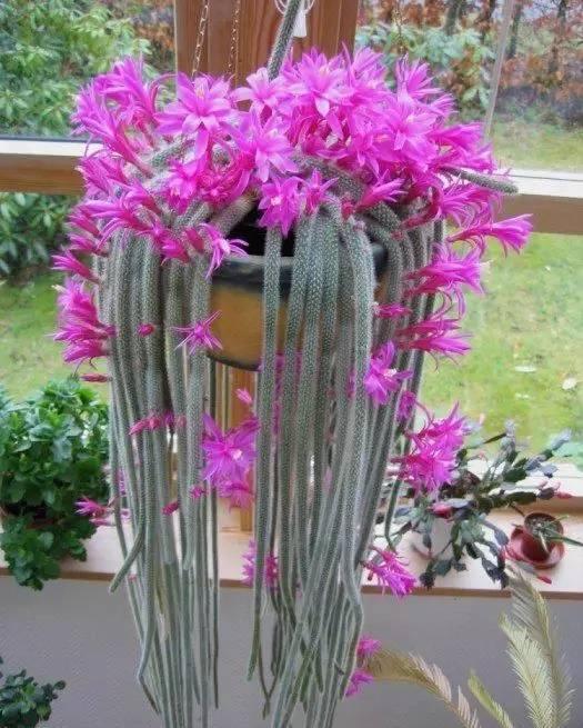 你家的是白檀仙人掌还是鼠尾掌,不要傻傻分不清