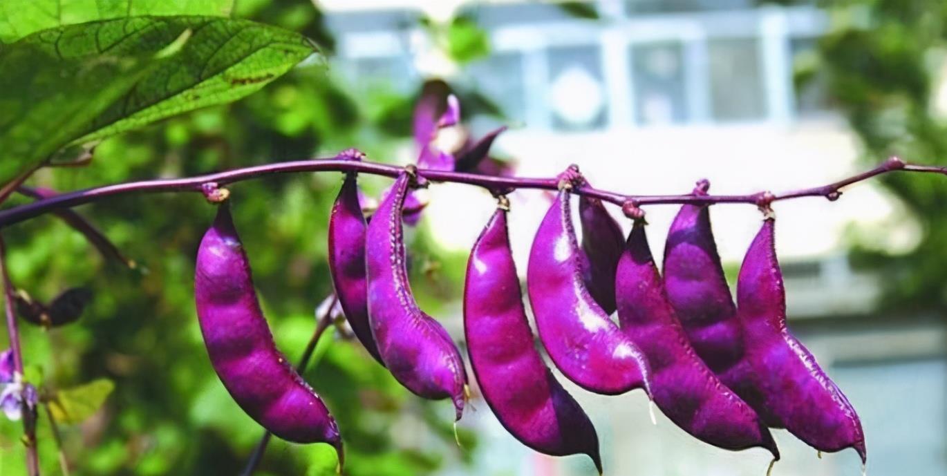 想长寿全靠吃,3种食物离不开,保护肝脏,祛除脸部黄褐斑