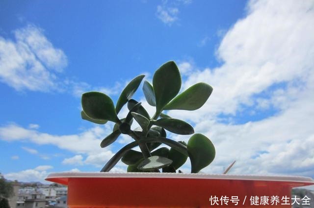 养玉树靠4步,秋日做对了,轻轻松松养出耐活老桩!