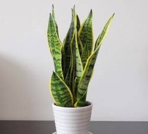 这几款耐旱花,新手养护要慎重,仅仅只是多浇一瓢水,黄叶又烂根