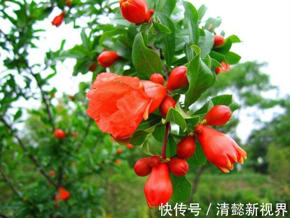 观叶观|此花养家里，年年都开花，红红火火好运来，比绿萝好看10倍