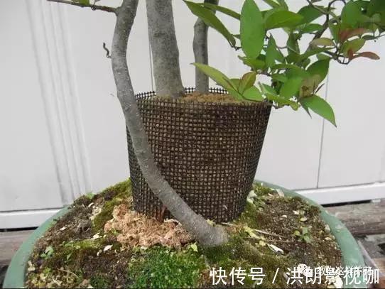 成活率|1个塑料袋1条绳,盆栽1盆变2盆,成活率百分百!