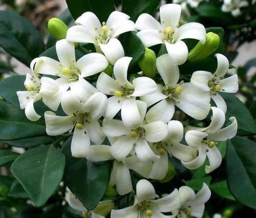  花期|养花就养个花期长的，花大色艳，比牡丹好看，比吊兰好养