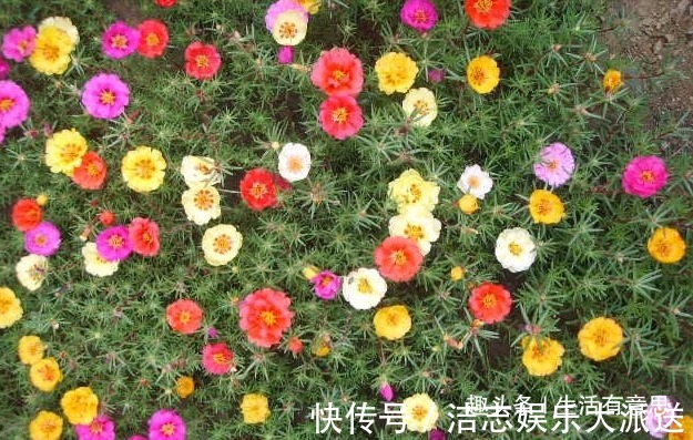 浇水|此花别名“死不了”,1盆开出6个色,一到夏天长不停,阳台成花海
