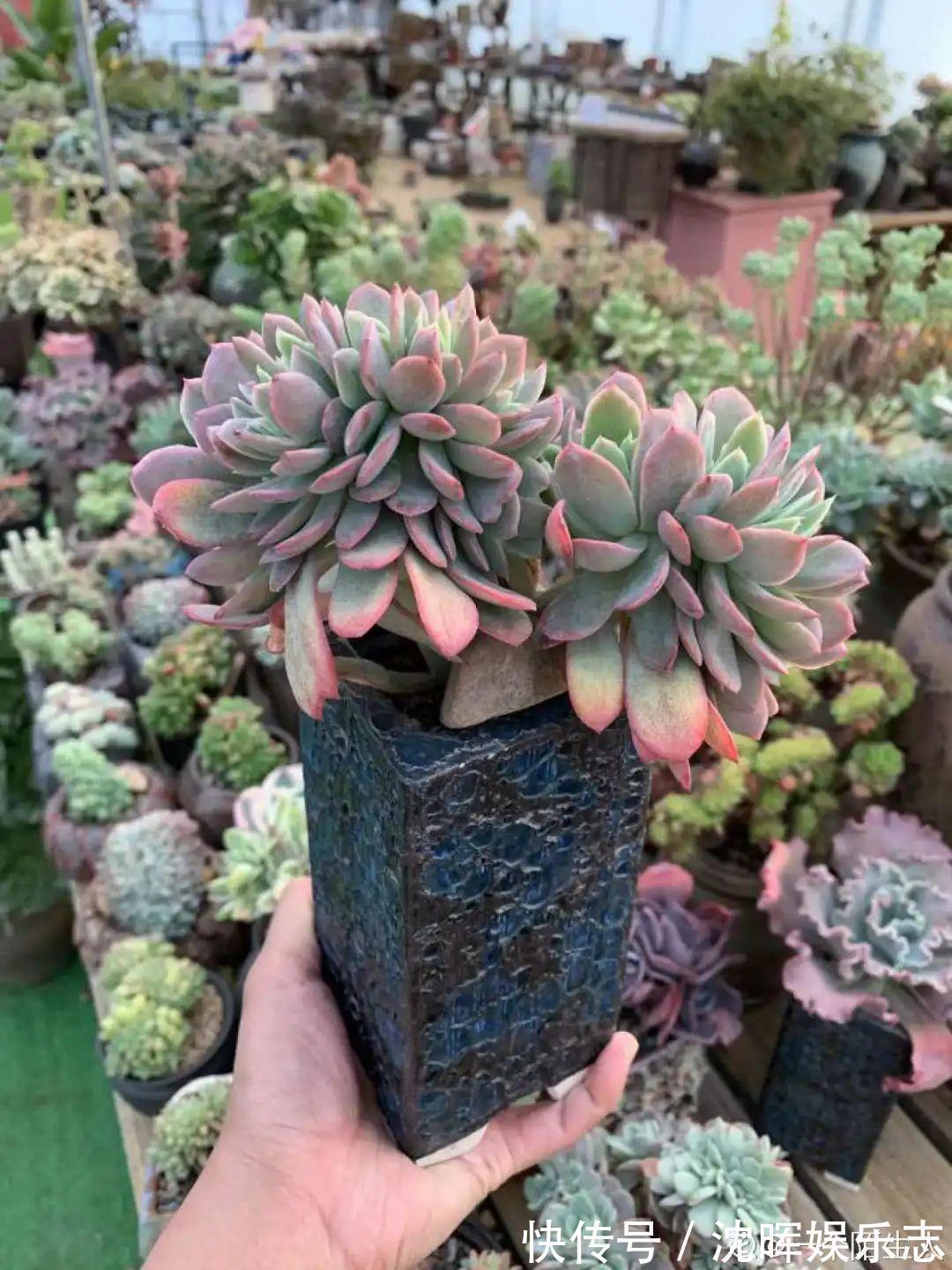 非洲堇|这花送人,只用送一片叶子,插土就活不心疼!