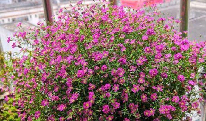 4种“漂亮花”,花色艳、花量大,不用费心,就能长的特别好