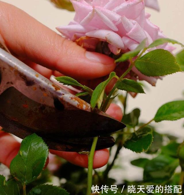 小月季|5种漂亮花，都是“激素花”，好看难养活，开完花就扔