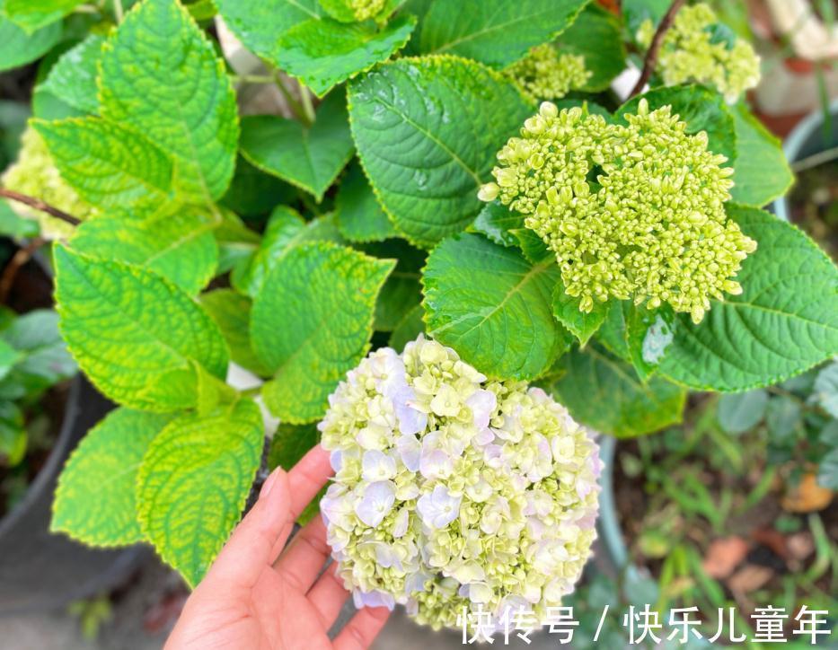 冬日室内盆栽绣球花,记不住这4点要求算白干