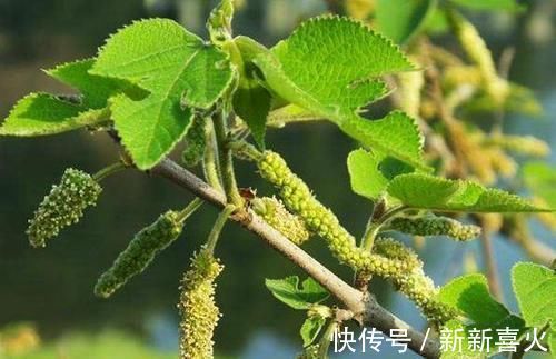 回家|你见过构树吗价值高作用多,见到可以把叶子采回家