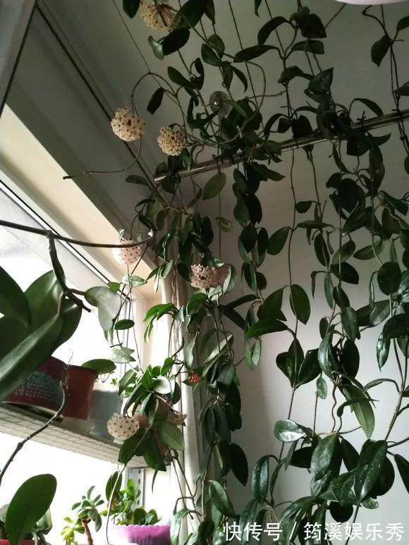 花球|5种花不用管,盆栽地栽都好养,自己就能长成大花球,花开还惊艳