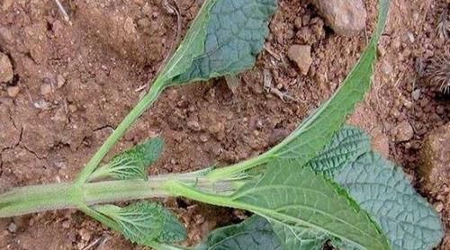 一种野菜叶子长满疙瘩,闻着臭,吃起来却很香,炒鸡蛋味道更好!