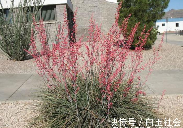 芦荟|10种最耐寒的多肉植物,零下了都不会死,新手就养它们吧