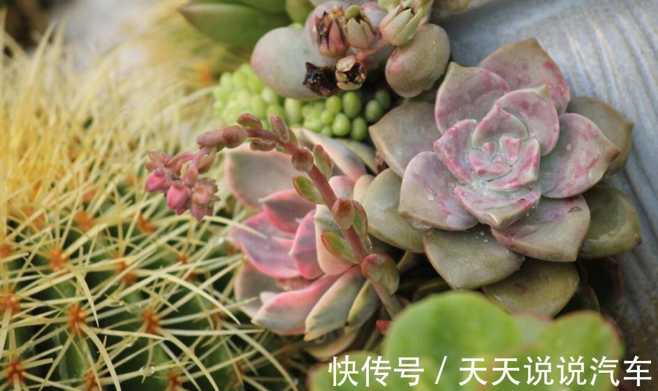 温度对多肉根系的生长,到底有什么影响