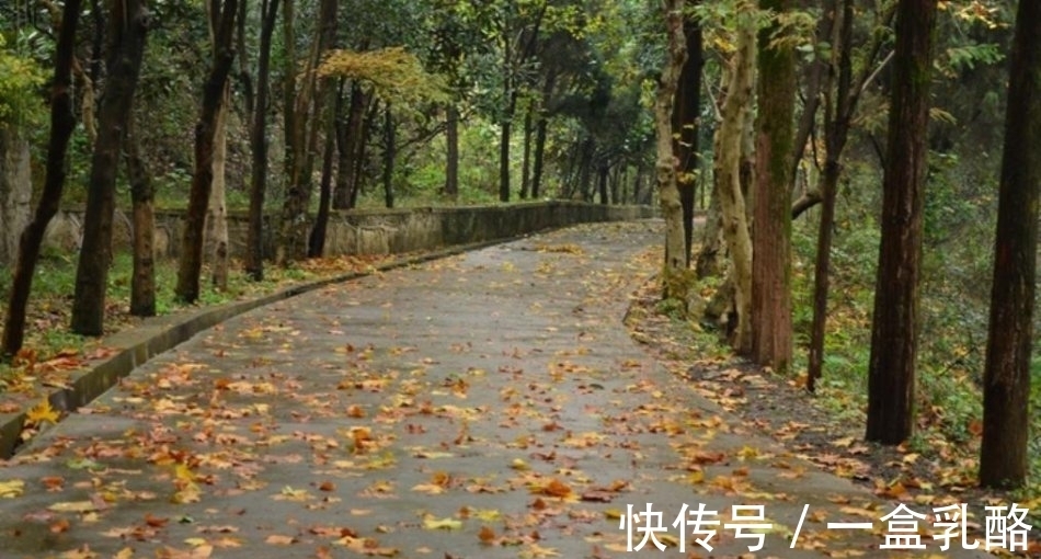 黄树影|“一路独行风渐紧,满街心事透衣衫”这句诗如何?七言绝句欣赏