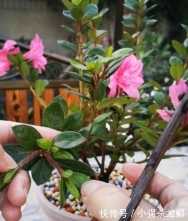 养殖|安酷杜鹃养殖要点与修剪方法,新手也能轻松养爆杜鹃花