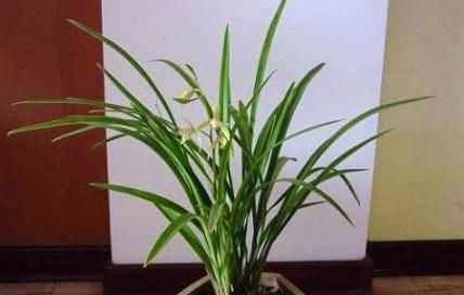 老花匠|这“4种”花卉养的好,老花匠都称赞,能养活1盆的人,绝对是高手