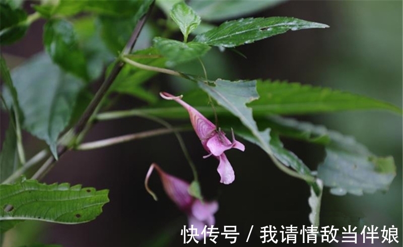 刘教授|张家界现形如龙虾的花，已在地球生存上亿年，当地农民用它来喂猪