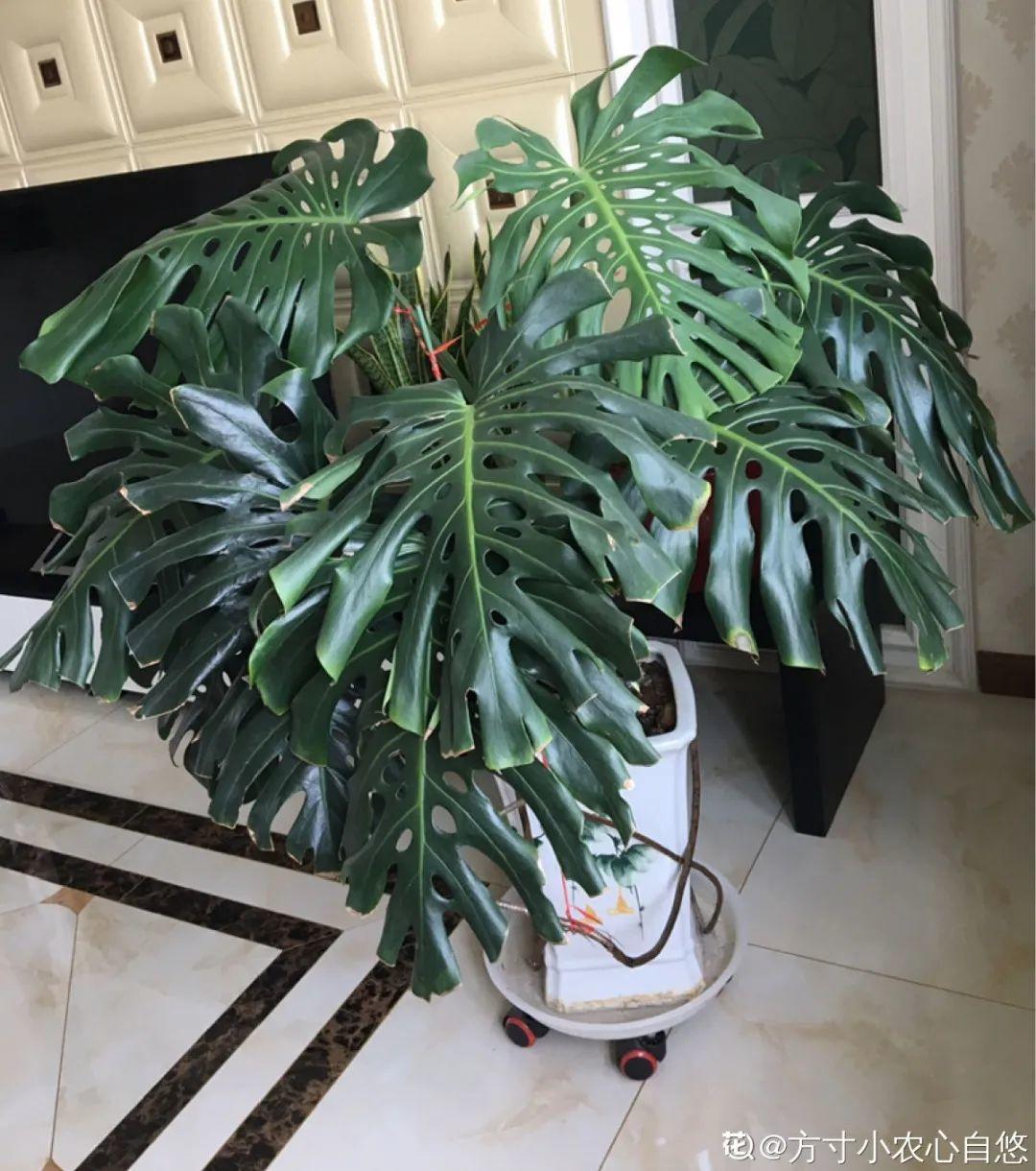 叶子|家里养棵“丑八怪”,霸气镇宅,越养越爱