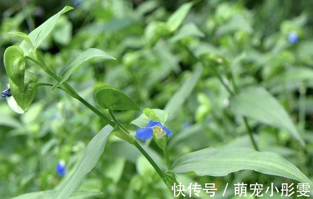 水稻田|稻田里的“竹子”，曾是民间极品野菜，请不要错过了，炖肉很美味