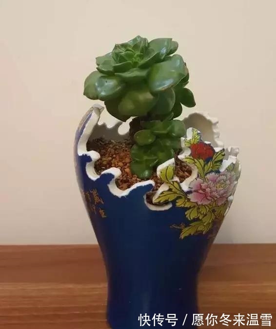 生活中的5种垃圾，都是养多肉的“宝贝”，能做花盆、能做土壤