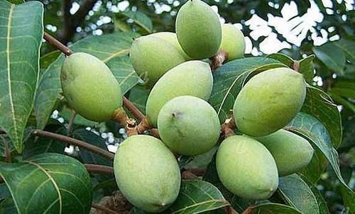 人到中年，常吃几种黑色食物，补血益气，延缓衰老，清理体内毒素