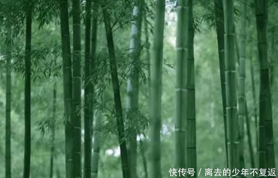 作者|“但见新人笑,那闻旧人哭”的作者是谁?为什么这句诗流传广泛?