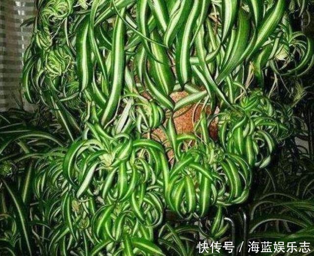 吊兰|养吊兰有“妙招”，浇水摻点“小颗粒”，2月长出“水晶根”