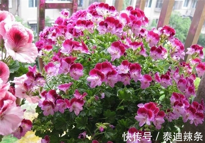 防盗窗养这5盆花,开花多、花期长,邻居看了都眼红