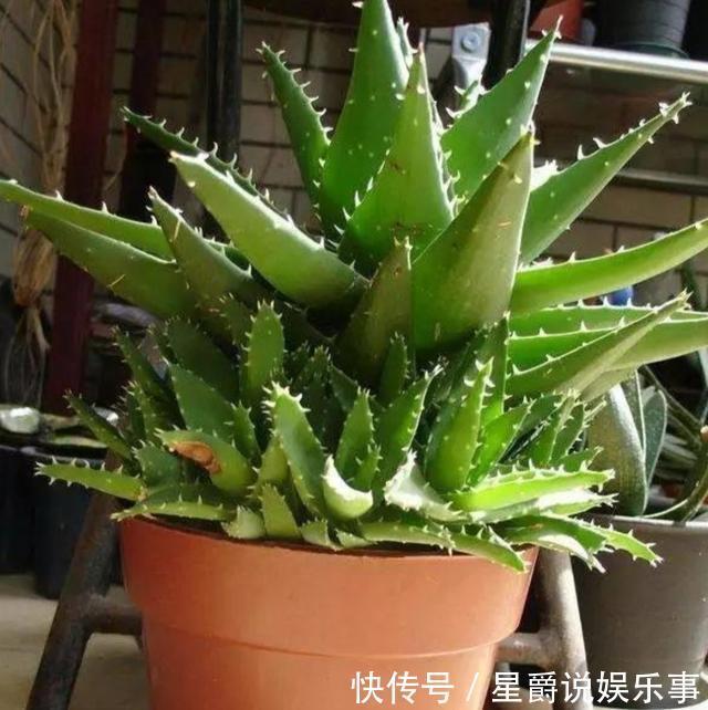 7种大盆栽，冬天正“虚弱”，赶紧断水，多浇一杯水，灌死一大片