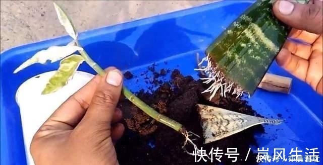 冬天能扦插养花，首选这6个品种，成活率高，很快开出大花朵
