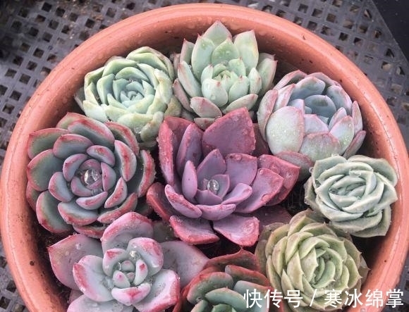 塑料|种多肉用小盆，一盆多种，挤在一起养，状态更好，根系更发达