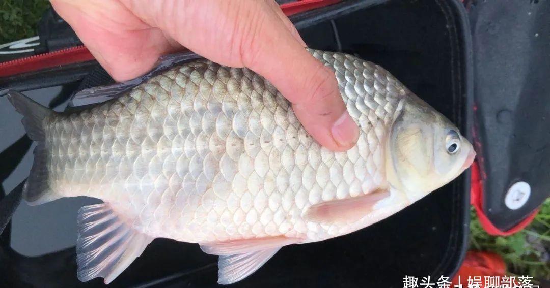 土鲫真的长不大？用这种笨办法，立刻区别土鲫、银鲫和工程鲫