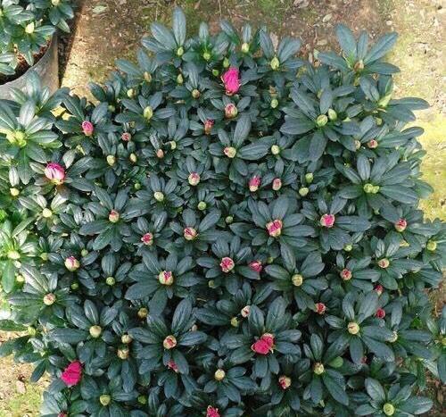 养杜鹃花，现在做“2件小事”，到了春节就开花，叶茂盛花苞多