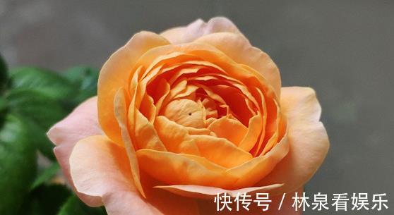 礼服|喜欢菊花，不如养盆“珍稀名菊”法国礼服，色泽艳丽，美爆了