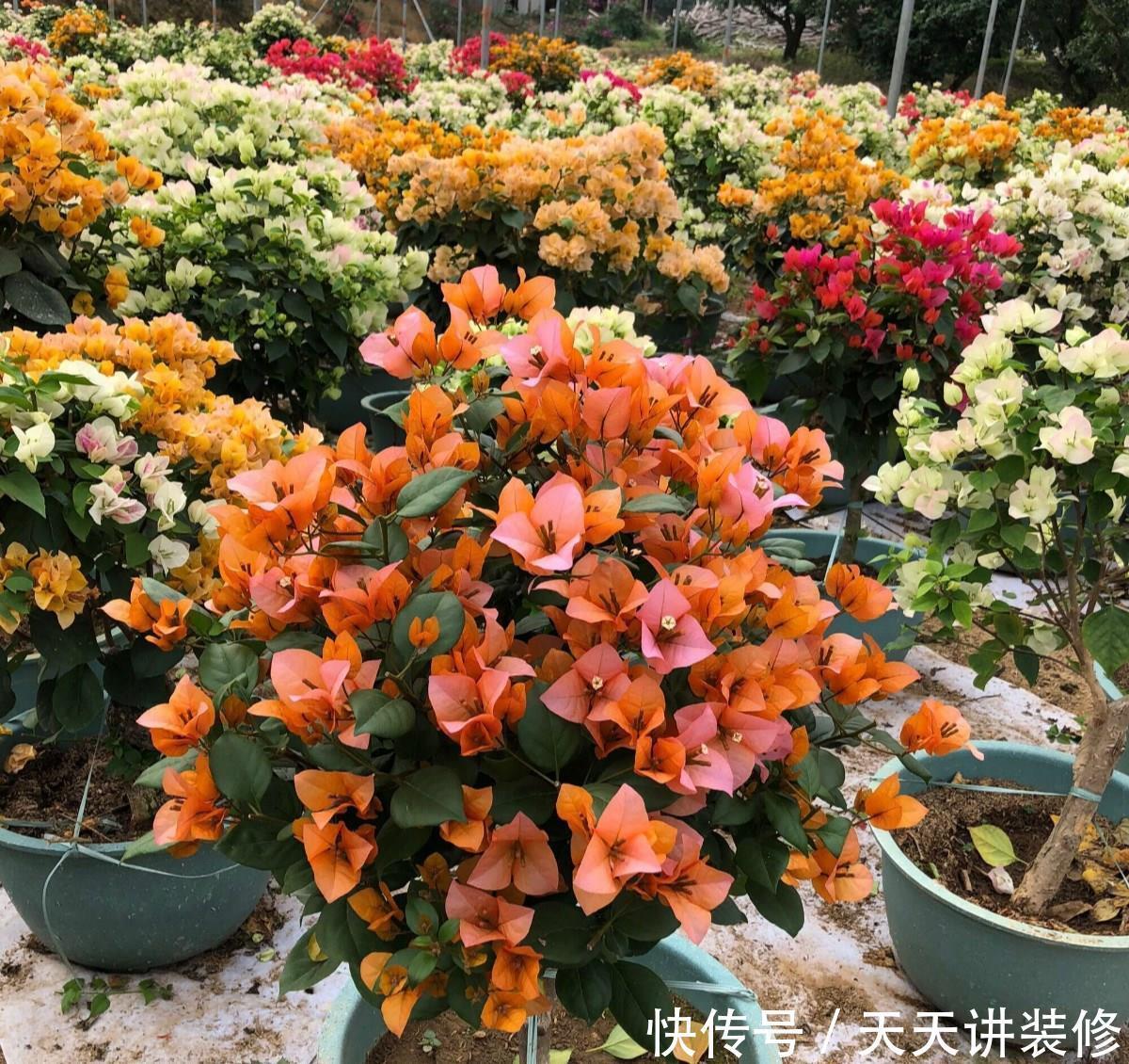 磷酸二氢钾|三角梅促花“小技巧”,让枝条猛增,越开花越有劲