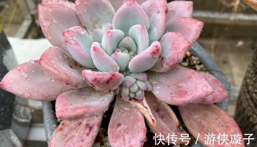 冬日养多肉,怎么防治黑腐病?王大爷:紧抓这3项工作