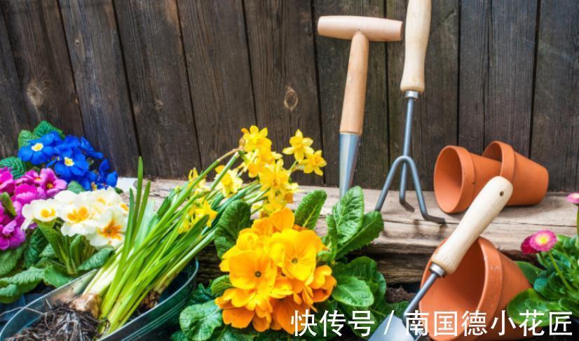 天然|1种很棒的天然生根剂，简单处理，养啥旺啥，却总被当垃圾丢了