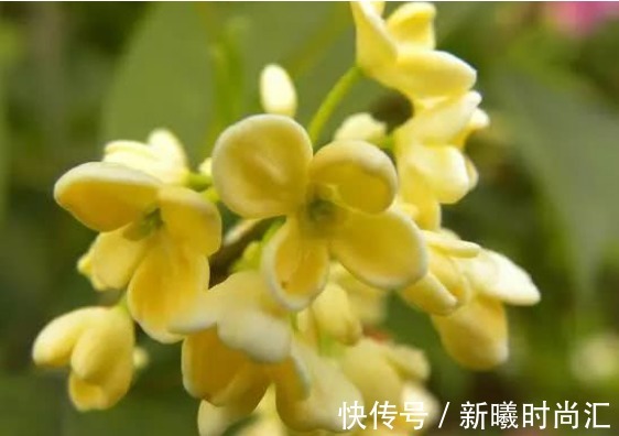 蒲公英水|17岁女生因一壶蒲公英水,送入医院,提醒:蒲公英泡水有4大禁忌