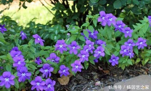 5种耐阴花,家里采光不好也能开花,花期超长,值得拥有!