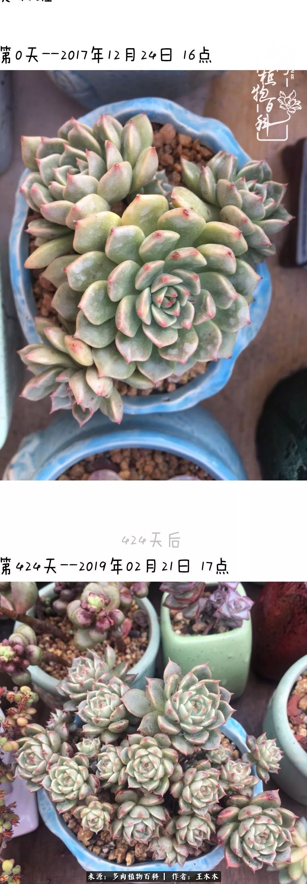 爱上多肉的第三个年头回看励志对比图，感悟岁月静好！