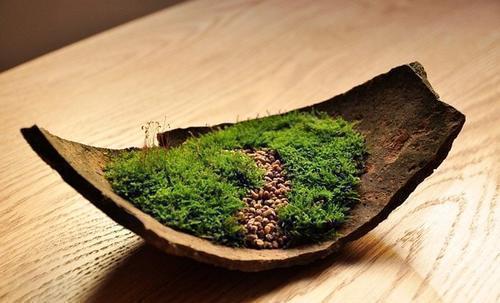 石缝墙角都有的这玩意,带回家种花盆里,养成漂亮盆景!