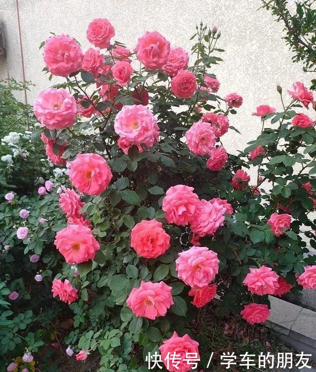 想让“月季”来年开花多12月就要“下功夫”,迟了来不及!