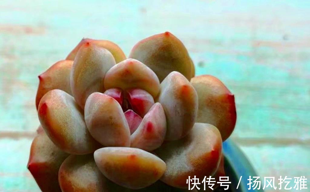 橙梦露|如何打造甜蜜色多肉?选对品种,养出糖心就是了,很少有人不喜欢