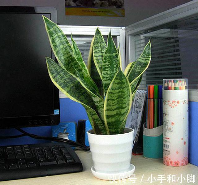 9种“健康花”,能吃能泡茶,客厅养一盆,清洁空气,吉利大气