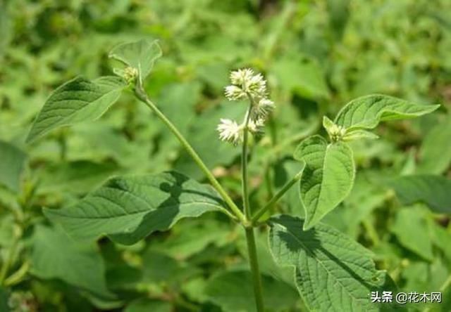 药草|一种野草,农村人把它当滋补野菜,不要叶子只要根,这是珍贵药材